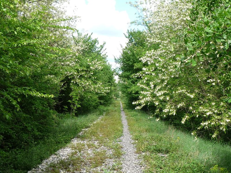 Plateforme de la ligne au lieudit "La Bastide"
Vue en direction du Teil
Avril 2011
