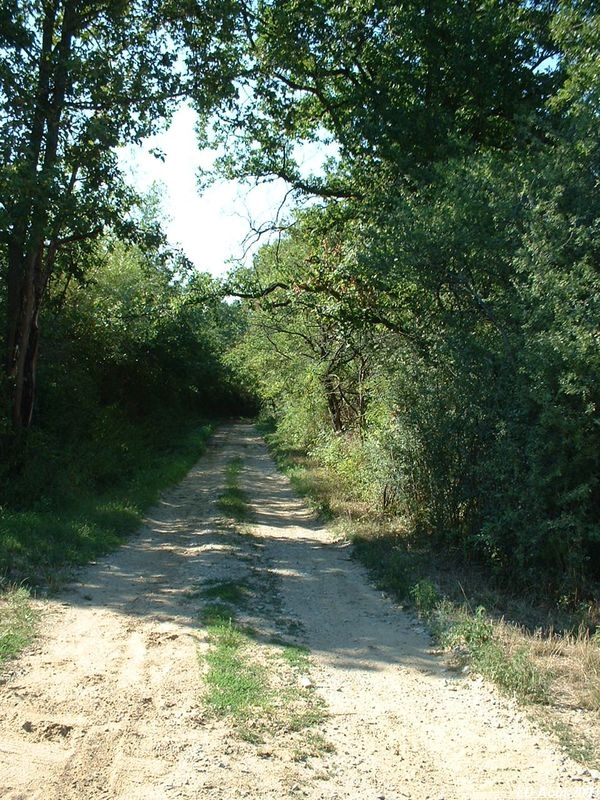 Plateforme de la ligne entre Messimy et Soucieu-en-Jarrest
Vue en direction de Lyon
Août 2003
