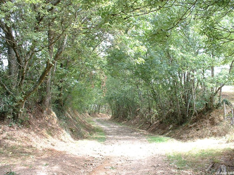 Peu apr�s la gare de La Burli�re
La ligne s��l�ve vers Rontalon à travers les bois

Vue en direction de Saint-Symphorien
Août 2003
