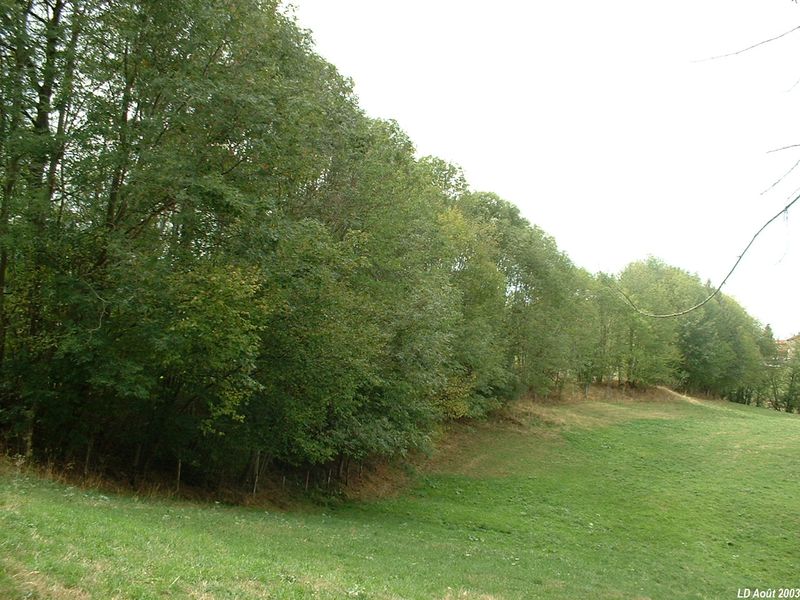 Cach� derri�re les arbres, le talus de la voie ferr�e, peu avant Saint-Martin-en-Haut
Vue en direction de Saint-Symphorien
Août 2003
